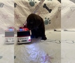 Small #1 Labrador Retriever