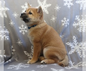 Shiba Inu Puppy for sale in DEEP GAP, NC, USA