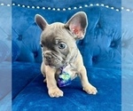 Small #2 French Bulldog