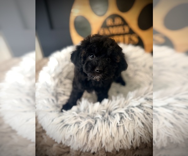 Medium Photo #4 Cavapoo (Miniature) Puppy For Sale in CROSSVILLE, TN, USA
