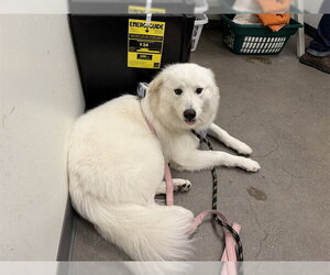 Siberian Husky Dogs for adoption in Berkeley , CA, USA