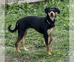 Small #1 Doberman Pinscher Mix