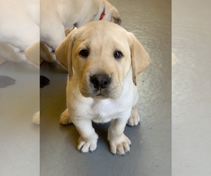 Labrador Retriever Puppy for sale in LISBON, CT, USA