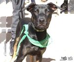 Blackie - Male Labrador Retriever-Unknown Mix Dog for Adoption - Small photo