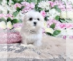 Small Photo #50 Maltese Puppy For Sale in HAYWARD, CA, USA