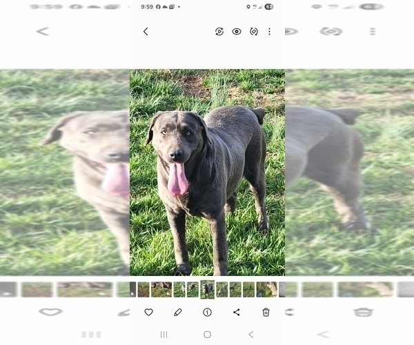 Medium Photo #1 Labrador Retriever Puppy For Sale in CONNELLYS SPRINGS, NC, USA