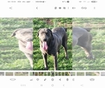 Small Photo #1 Labrador Retriever Puppy For Sale in CONNELLYS SPRINGS, NC, USA
