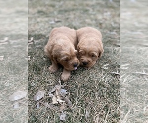 Golden Retriever Puppy for sale in ADCO, WA, USA