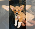 Puppy 4 American Corgi