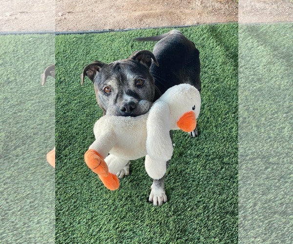 Medium Photo #10 American Pit Bull Terrier-Unknown Mix Puppy For Sale in Queen Creek, AZ, USA