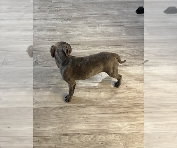 Medium Photo #5 American French Bull Terrier Puppy For Sale in NEW ORLEANS, LA, USA