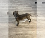 Small #4 American French Bull Terrier