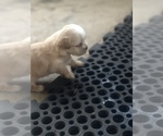 Small Photo #11 Shih Tzu Puppy For Sale in MILTON, FL, USA