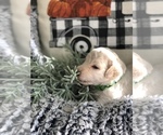 Small Photo #6 Goldendoodle Puppy For Sale in MARQUAND, MO, USA