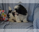 Puppy Kannan Shih Tzu
