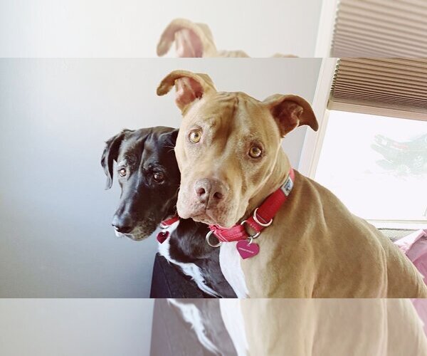 Medium Photo #2 Basset Hound-Labrador Retriever Mix Puppy For Sale in Santa Monica, CA, USA