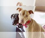 Small Photo #2 Basset Hound-Labrador Retriever Mix Puppy For Sale in Santa Monica, CA, USA