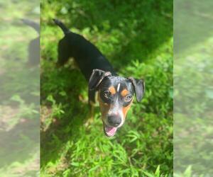 Beagle-Unknown Mix Dogs for adoption in Charlotte, NC, USA