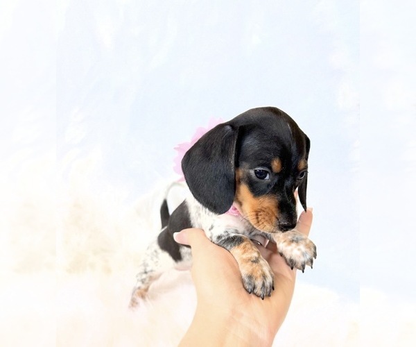 Medium Photo #4 Dachshund Puppy For Sale in DAVIS, CA, USA