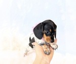 Small #3 Dachshund