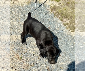 German Shorthaired Pointer Puppy for sale in WARSAW, NC, USA
