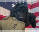 Small Photo #1 Goldendoodle Puppy For Sale in WHITE CLOUD, MI, USA