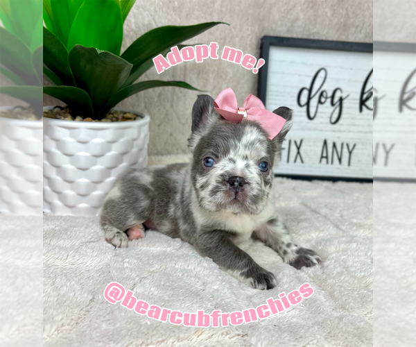 Medium Photo #4 French Bulldog Puppy For Sale in FRANKLIN, IN, USA