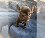 Small Photo #35 French Bulldog Puppy For Sale in ENGLEWOOD, CO, USA