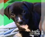 Small #2 Mutt