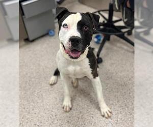 American Pit Bull Terrier Dogs for adoption in Brighton, CO, USA