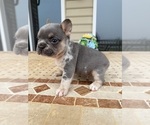 Puppy Rocky French Bulldog