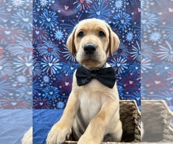 Medium Photo #31 Labrador Retriever Puppy For Sale in ALAFAYA, FL, USA