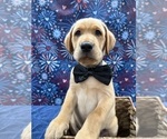 Small Photo #31 Labrador Retriever Puppy For Sale in ALAFAYA, FL, USA