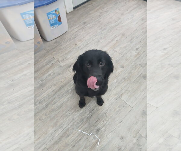 Medium Photo #6 Mutt Puppy For Sale in Murfreesboro, NC, USA