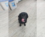 Small #5 Mutt