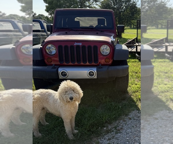 Medium Photo #1 Aussiedoodle Puppy For Sale in ADAIRSVILLE, GA, USA