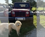 Small Photo #1 Aussiedoodle Puppy For Sale in ADAIRSVILLE, GA, USA