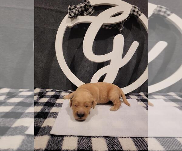 Medium Photo #4 Golden Retriever Puppy For Sale in CUMMING, GA, USA