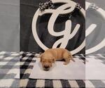 Small Photo #4 Golden Retriever Puppy For Sale in CUMMING, GA, USA