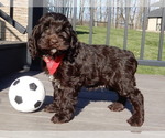 Small Photo #2 Cockapoo Puppy For Sale in MILLERSBURG, OH, USA