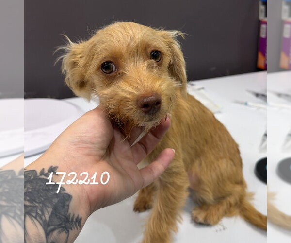 Medium Photo #1 Dachshund-Unknown Mix Puppy For Sale in Chico, CA, USA