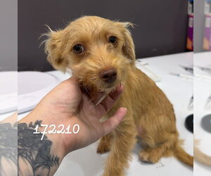 Dachshund-Unknown Mix Dogs for adoption in Chico, CA, USA