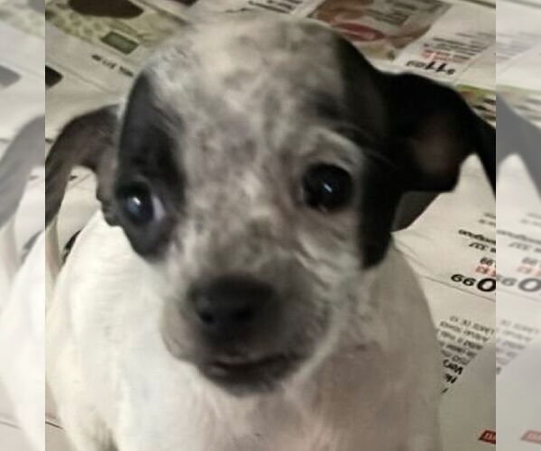 Medium Photo #2 Chihuahua-Unknown Mix Puppy For Sale in Washington, DC, USA