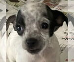 Small #1 Chihuahua Mix