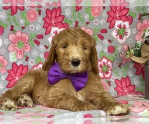 Goldendoodle Puppy for sale in LANCASTER, PA, USA