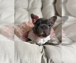 Small #6 French Bulldog