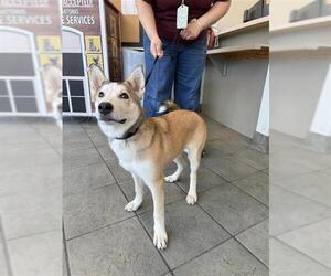Huskies -Unknown Mix Dogs for adoption in San Antonio, TX, USA