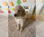 Small Golden Retriever