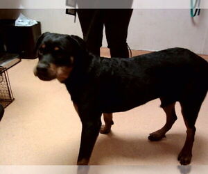 Rottweiler Dogs for adoption in Martinez, CA, USA
