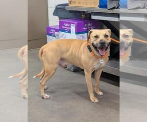 Boxador Dogs for adoption in Forestville, MD, USA